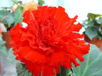 B. ‘Othello’